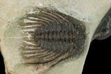 Leonaspis & Dalejeproetus Trilobite Association - Morocco #138106-3